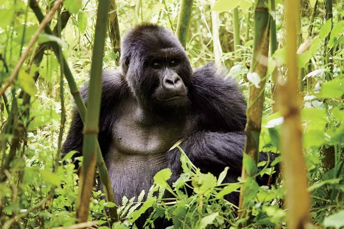 silverback_gorilla_uganda____uganda