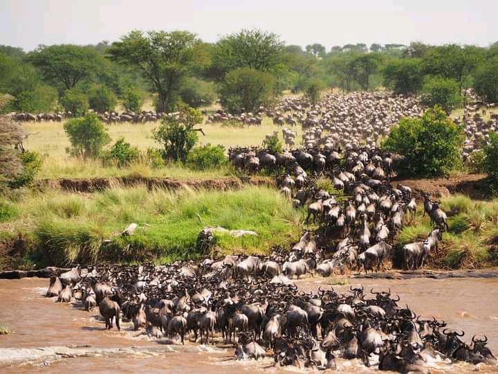 wildebeests-in-kenya